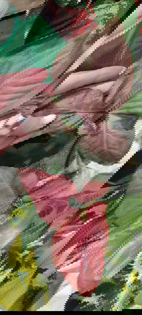 Крупный лист с тёмно-розовой оборотной стороной и более светлой лицевой поверхностью, показан на выставочном столе среди других растений и аксессуаров.