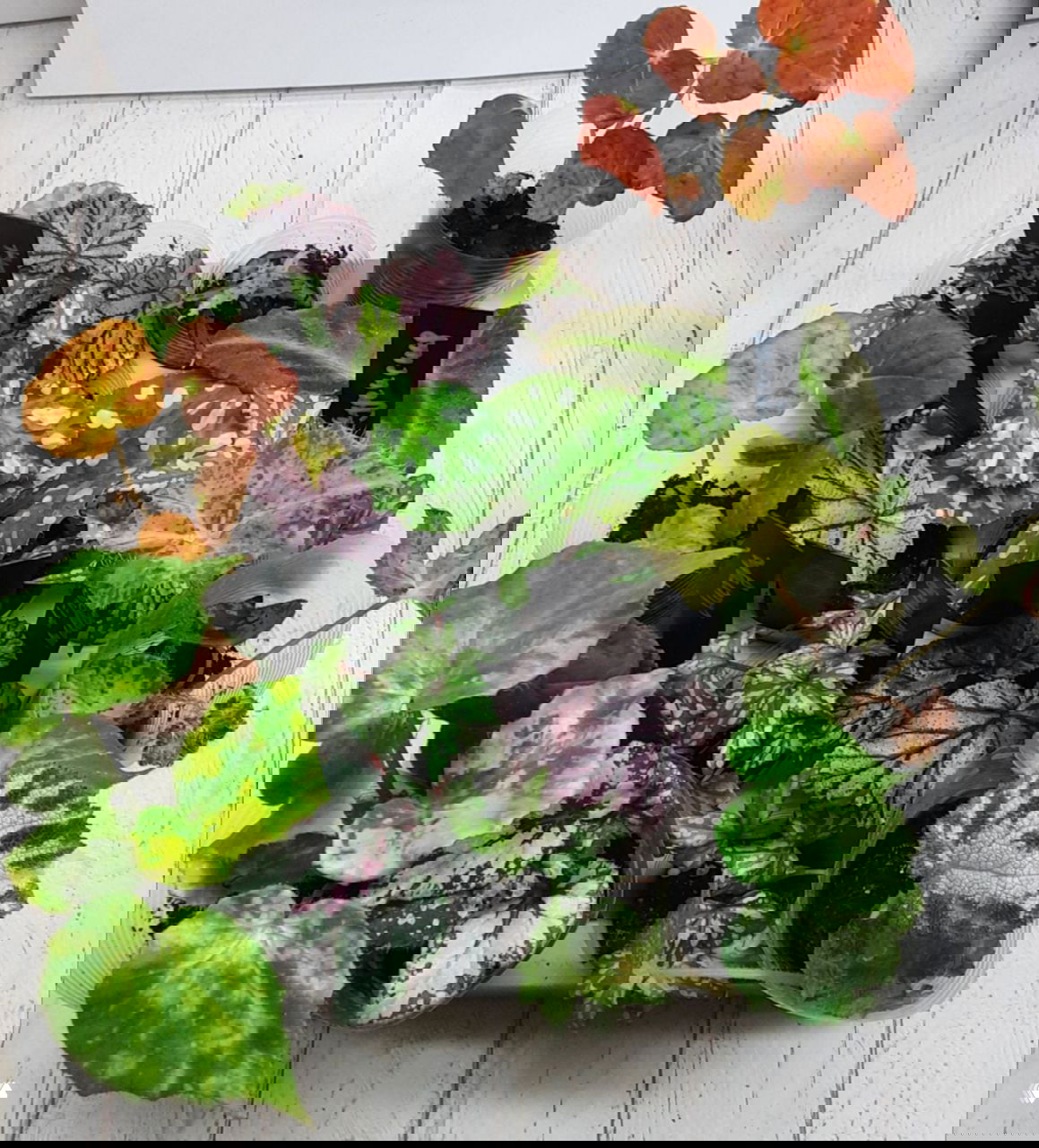 Лот с мини-горшками и коллекцией бегоний и декоративных листовых растений, аккуратно размещённых для демонстрации на маркете.