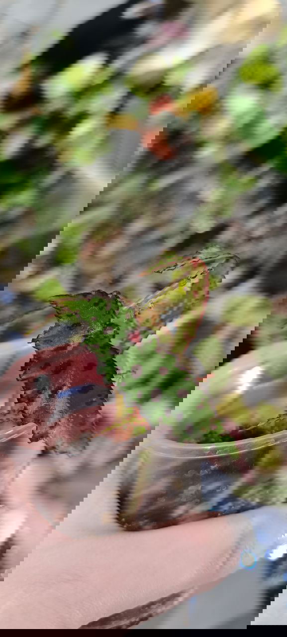 Маленький молодой росток с зубчатым краем и тёмными красноватыми пятнами, посаженный в прозрачный пластиковый стакан на фоне стола с растениями.