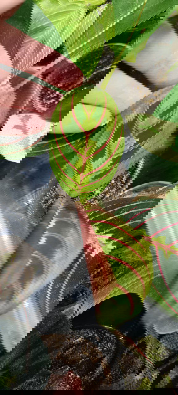 Крупный лист с ярко выраженными розовыми жилками на зелёном фоне, снят сверху в торговой коробке с малыми горшками — видна структура жилок и рисунок.