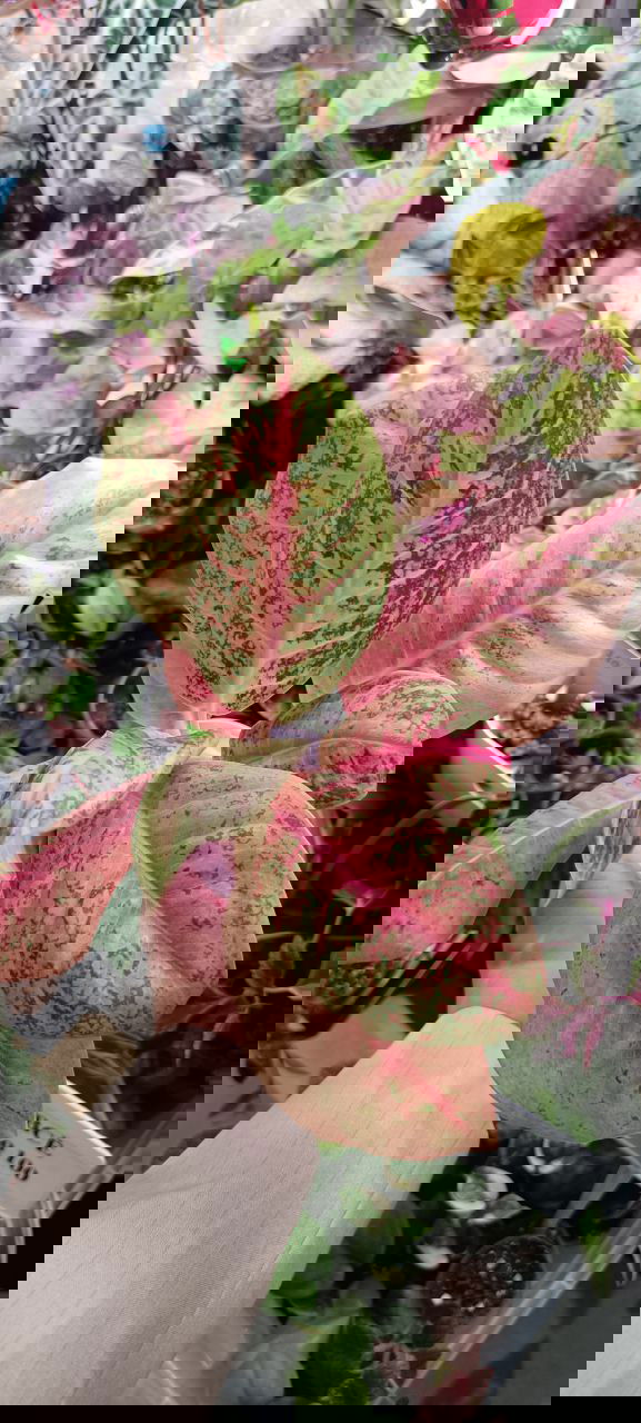 Розово-зелёный пестролистный куст с крупными листьями в руках посетителя маркета, вокруг — другие растения и стенд продавца, общий план на торговое место.