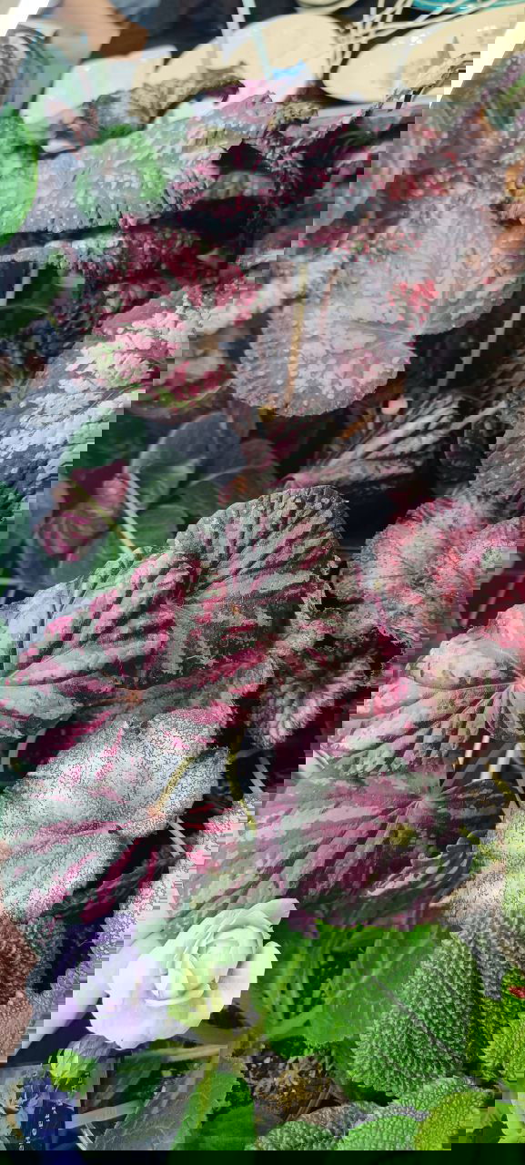 Группа декоративных листьев с розовыми и тёмными пятнами, плотно расположенных на выставочном столе — виден контраст окраса и разнообразие форм листьев.