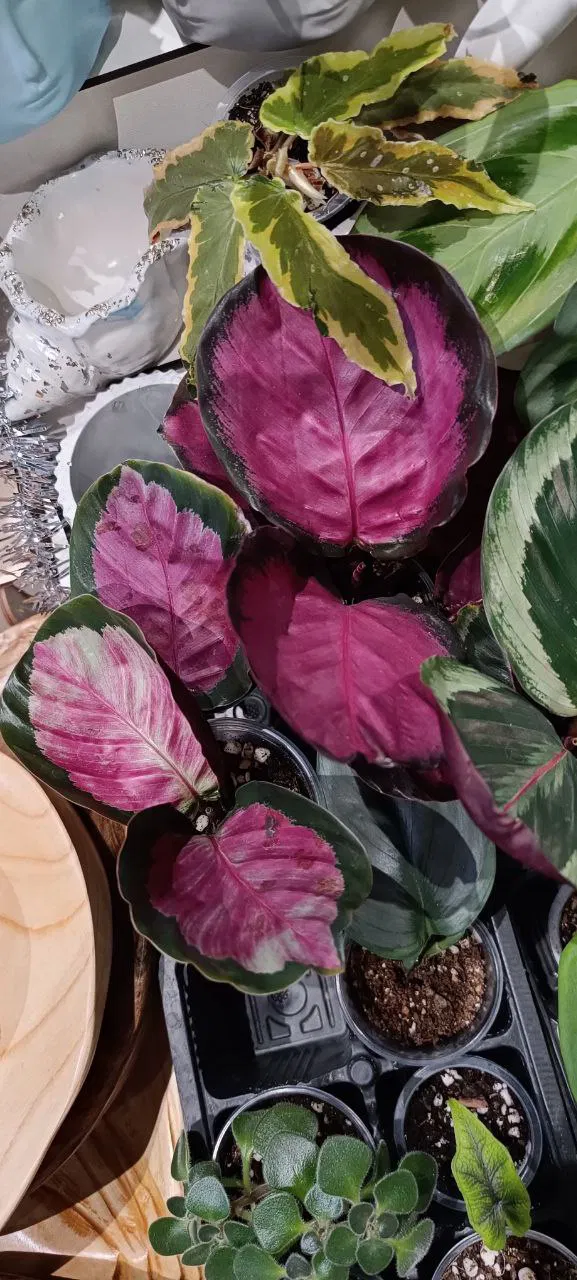 Несколько растений с насыщенно-розовой нижней стороной листьев и пестрым окрасом в лотке, крупный план в условиях цветочного маркета с видимыми контейнерами.