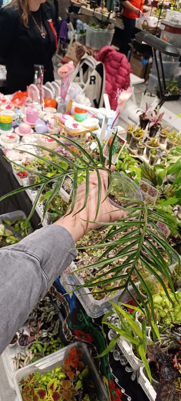 Разнообразие филодендронов на Грине