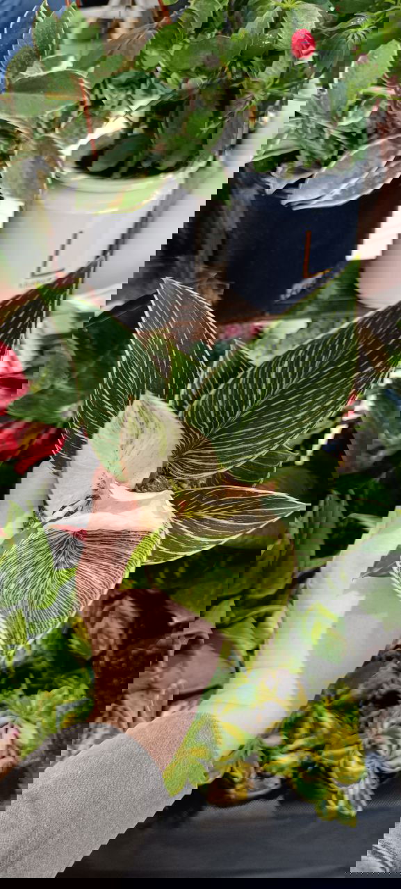 Рука держит розетку филодендрона с бело-зелёными прожилками на фоне горшков и декоративных предметов торгового стола.