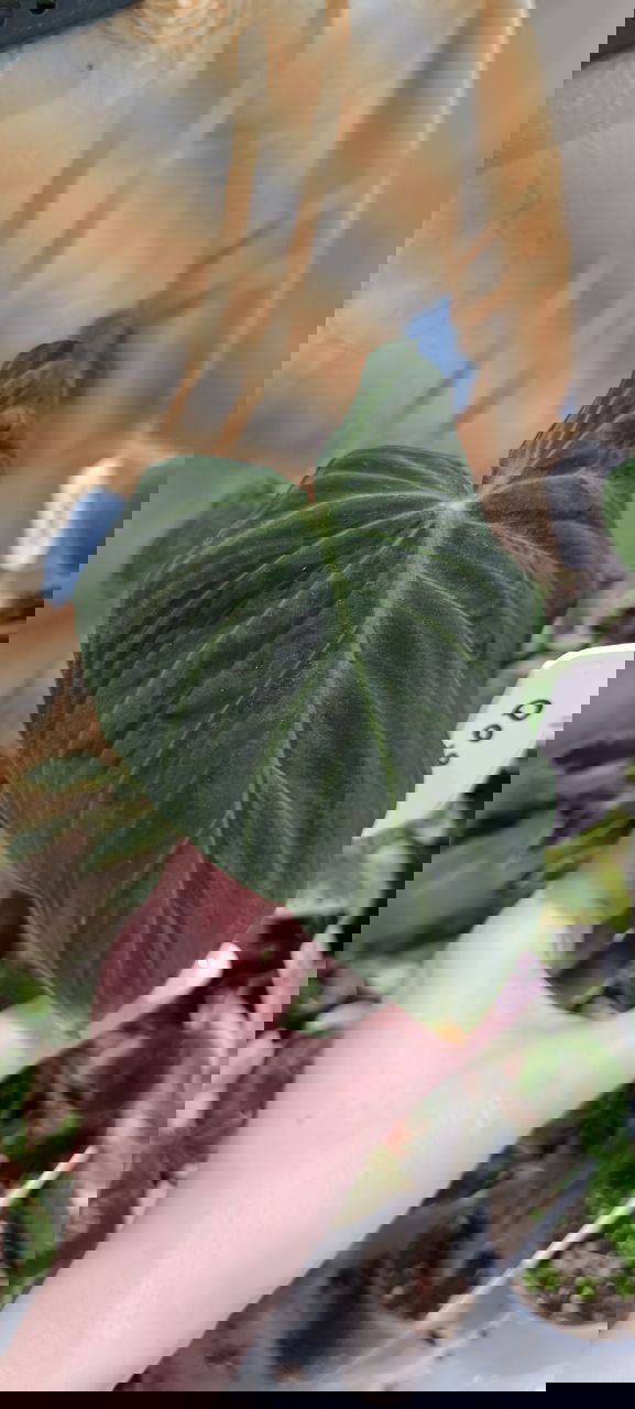 Крупный тёмно-зелёный бархатистый сердцевидный лист филодендрона в руке, на фоне стола с растениями и ценниками.