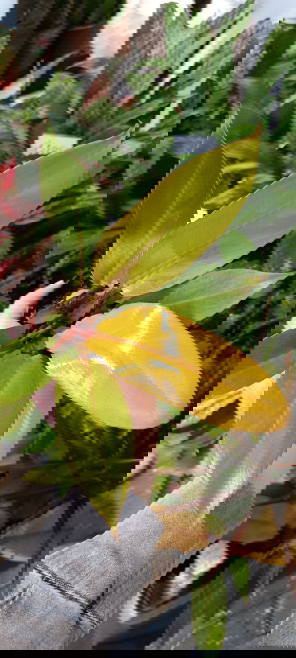 Рука держит ветвь филодендрона с ярко-жёлтыми молодыми листьями и бронзовыми оттенками на фоне зелёной группы растений.