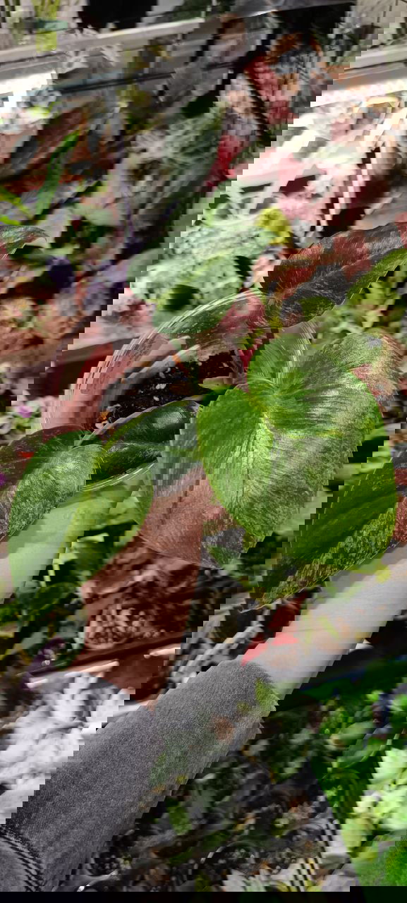 Небольшой вариегатный филодендрон в прозрачном стакане, видна мраморная вариегация листьев и влажный субстрат на торговом столе.