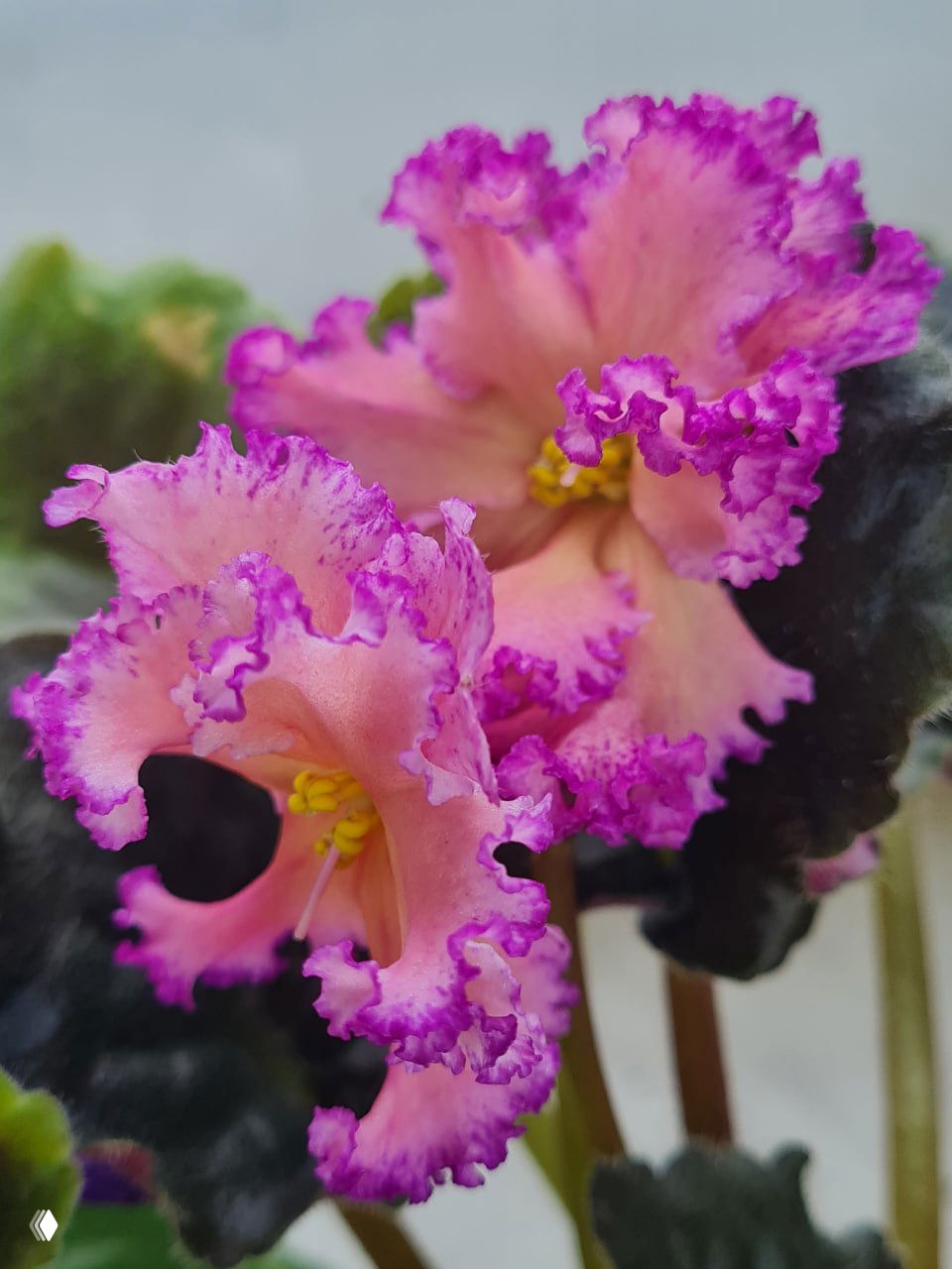 Крупный план розово-сиреневой фиалки с волнистыми краями лепестков на фоне тёмно-зелёных листьев; экспонат с прилавка GreenMarket в Казани.