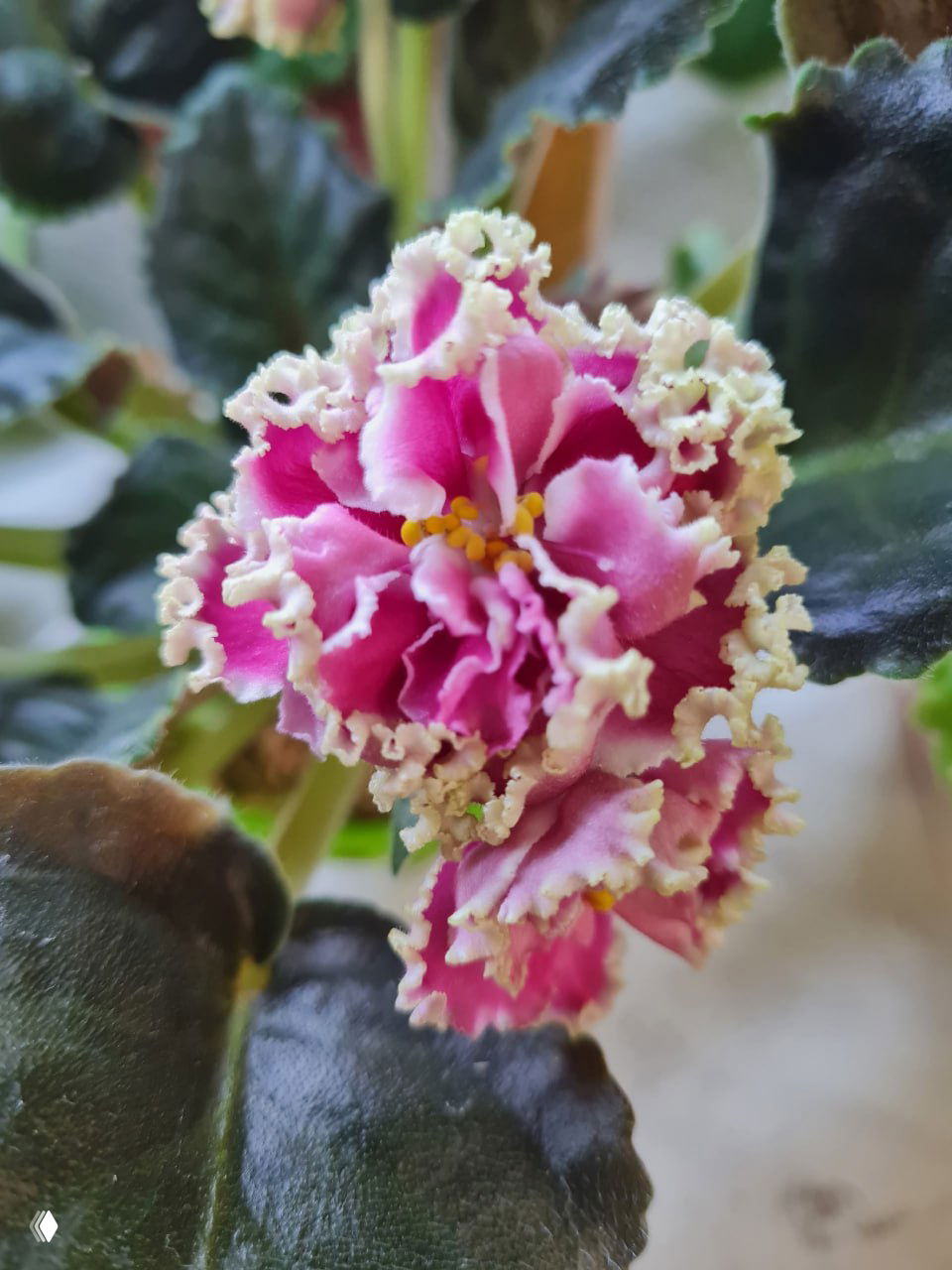 Махровая розово-белая фиалка с рифлёными краями лепестков и жёлтыми тычинками на фоне плотных зелёных листьев; фотография с прилавка коллекционера.