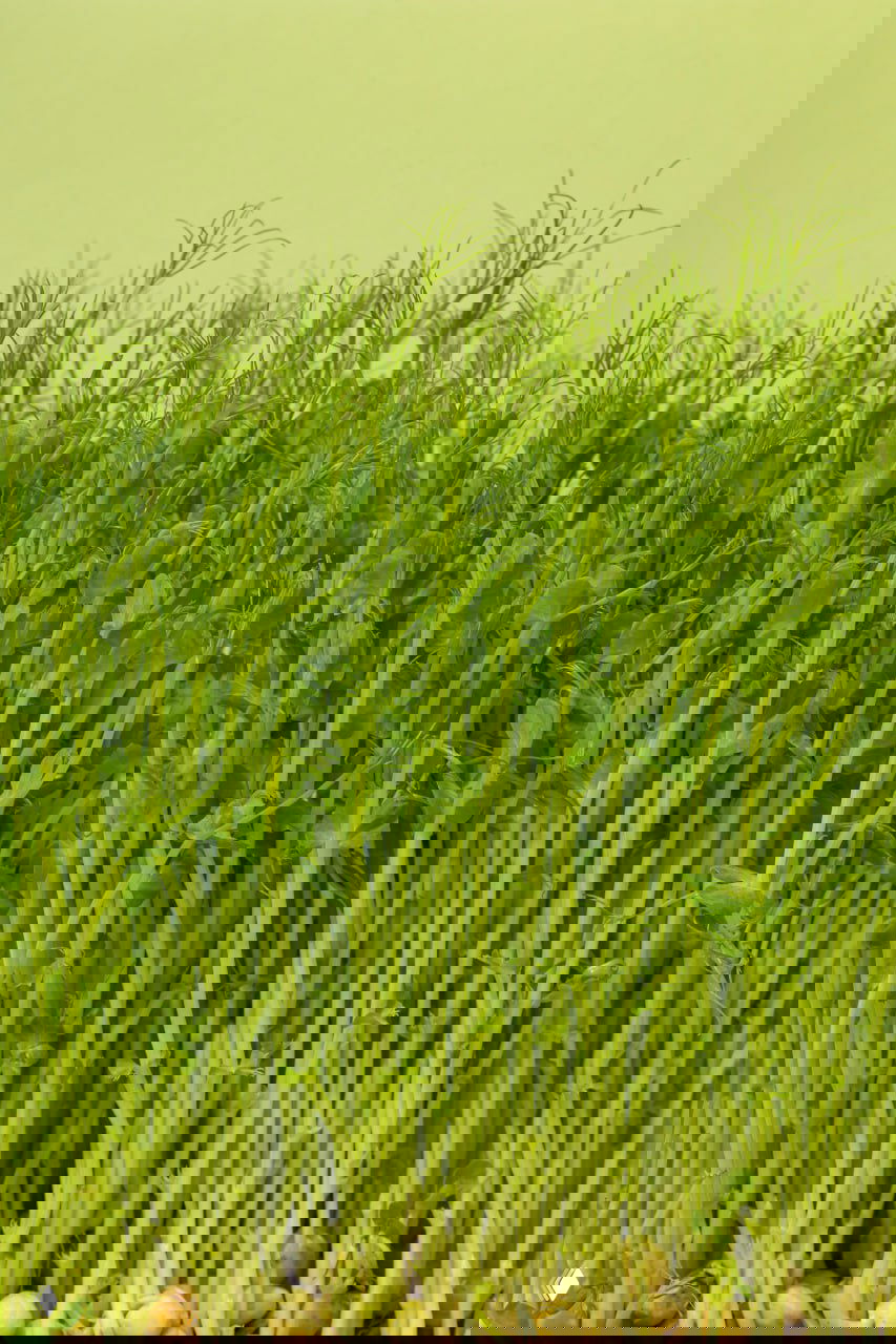 Что такое ВИТГРАС?