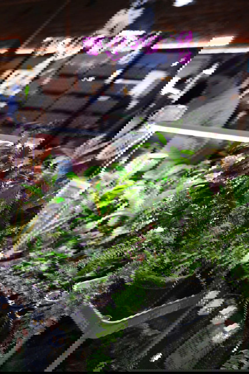 Небольшая стойка с зелёными комнатными растениями под подсветкой на ярмарке; на заднем плане продавец и неярко освещенное пространство маркета.