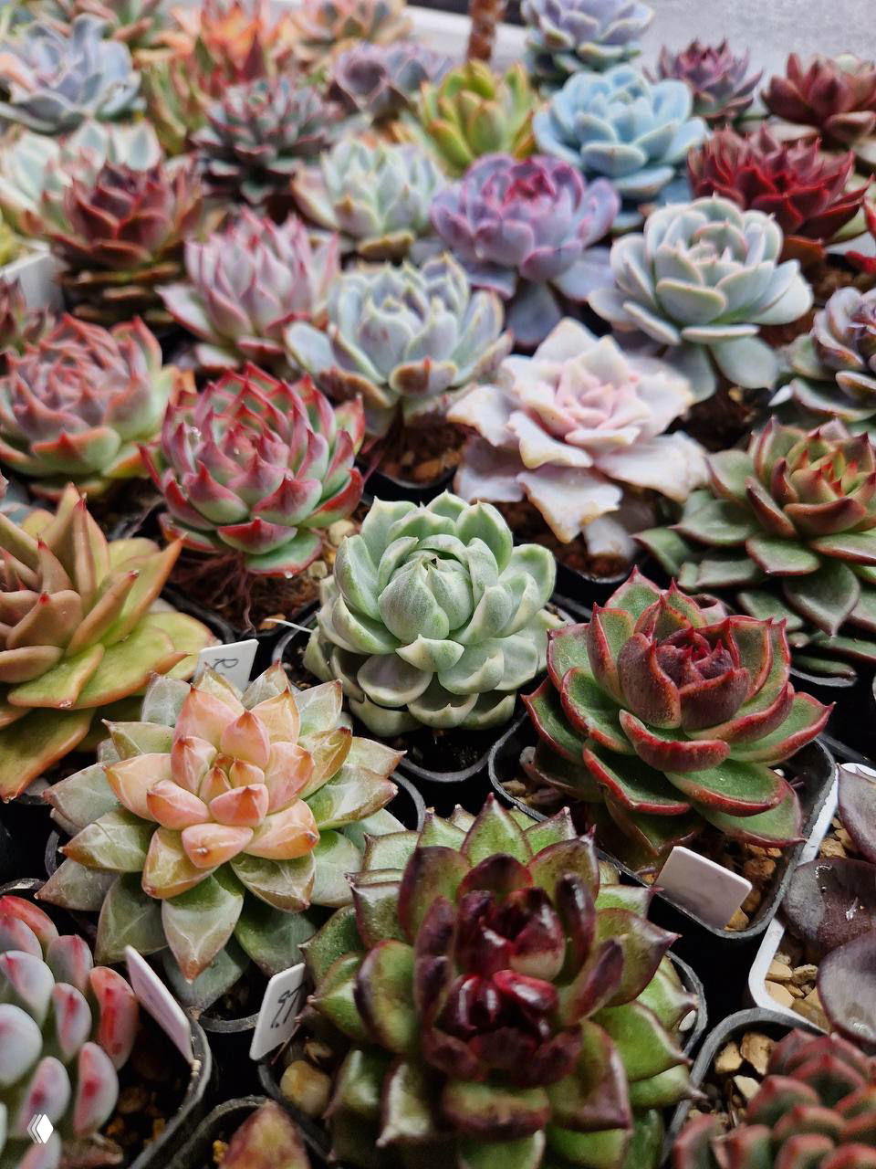 СУККУЛЕНТЫ на GreenMarket