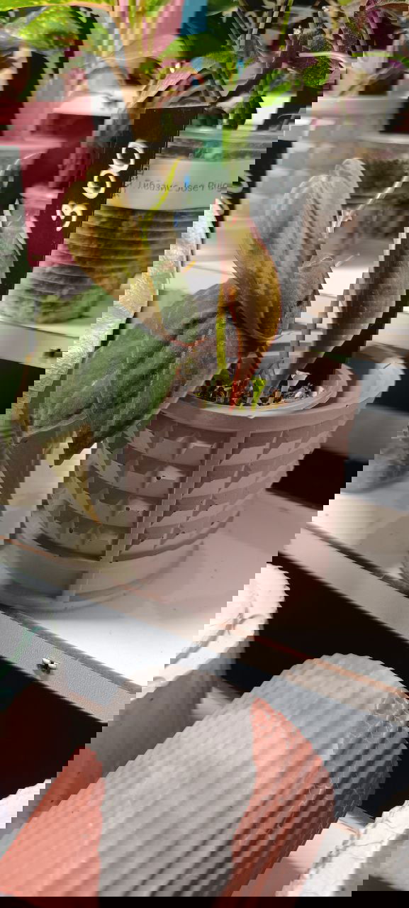 Горшки и кашпо: керамика, гипс, бетон, пластик