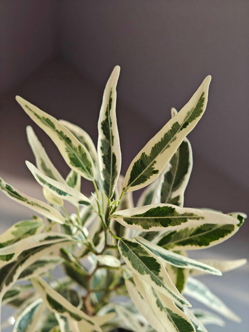 РАСТЕНИЯ на GreenMarket