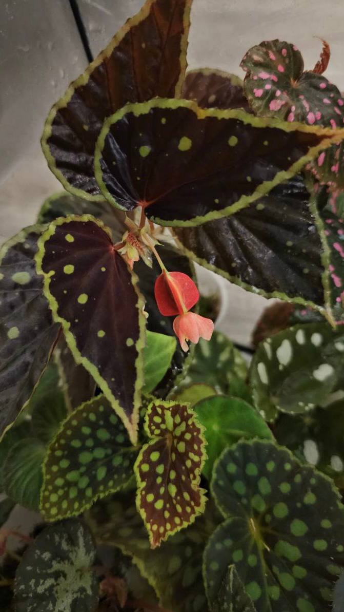 Крупный план декоративных листьев (пятнистая бегония) с мелкими розовыми цветками на тёмном фоне; акцент на узорах и текстуре листьев.