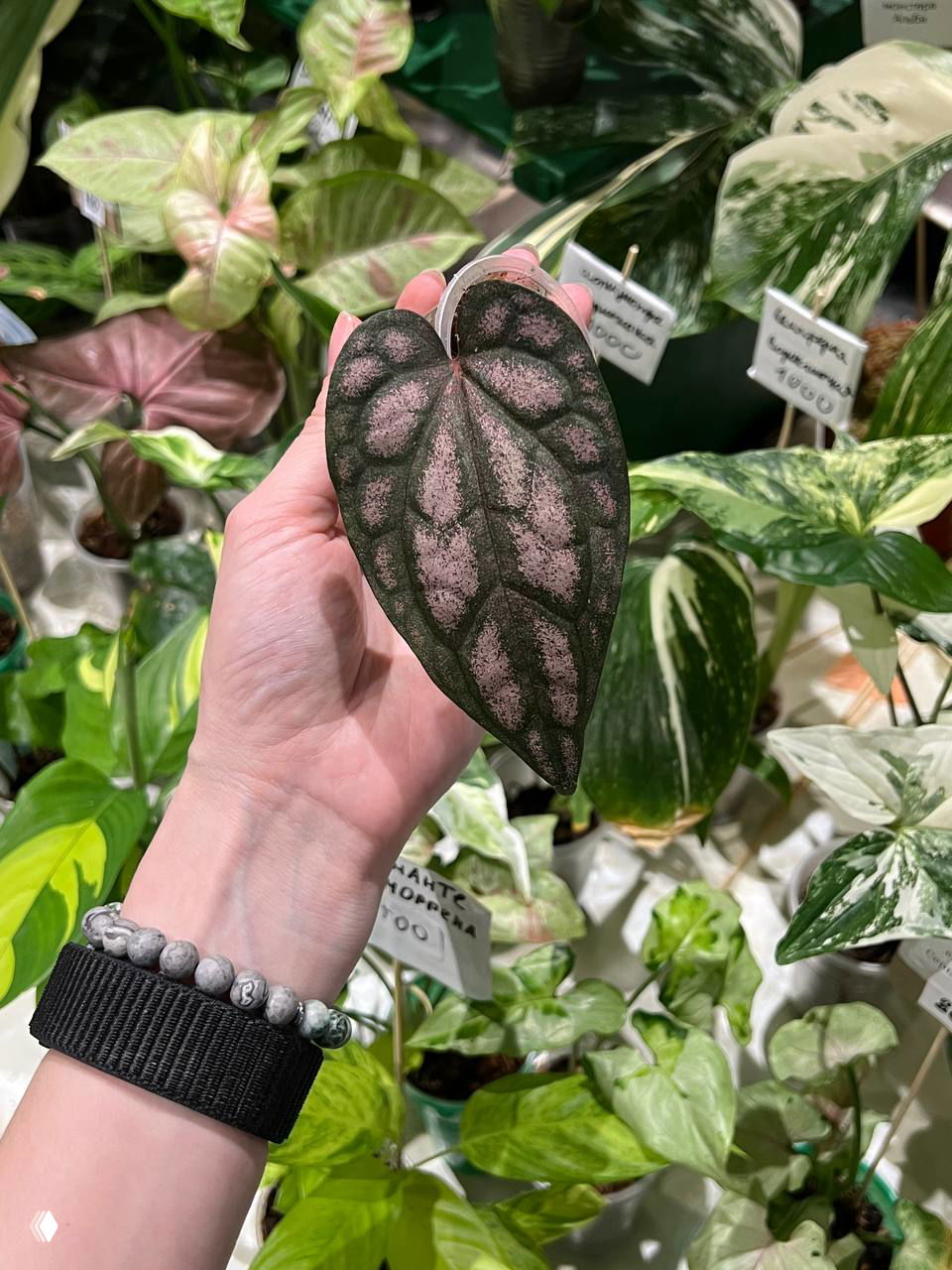 Эти красивые листочки и кольцо на маркете