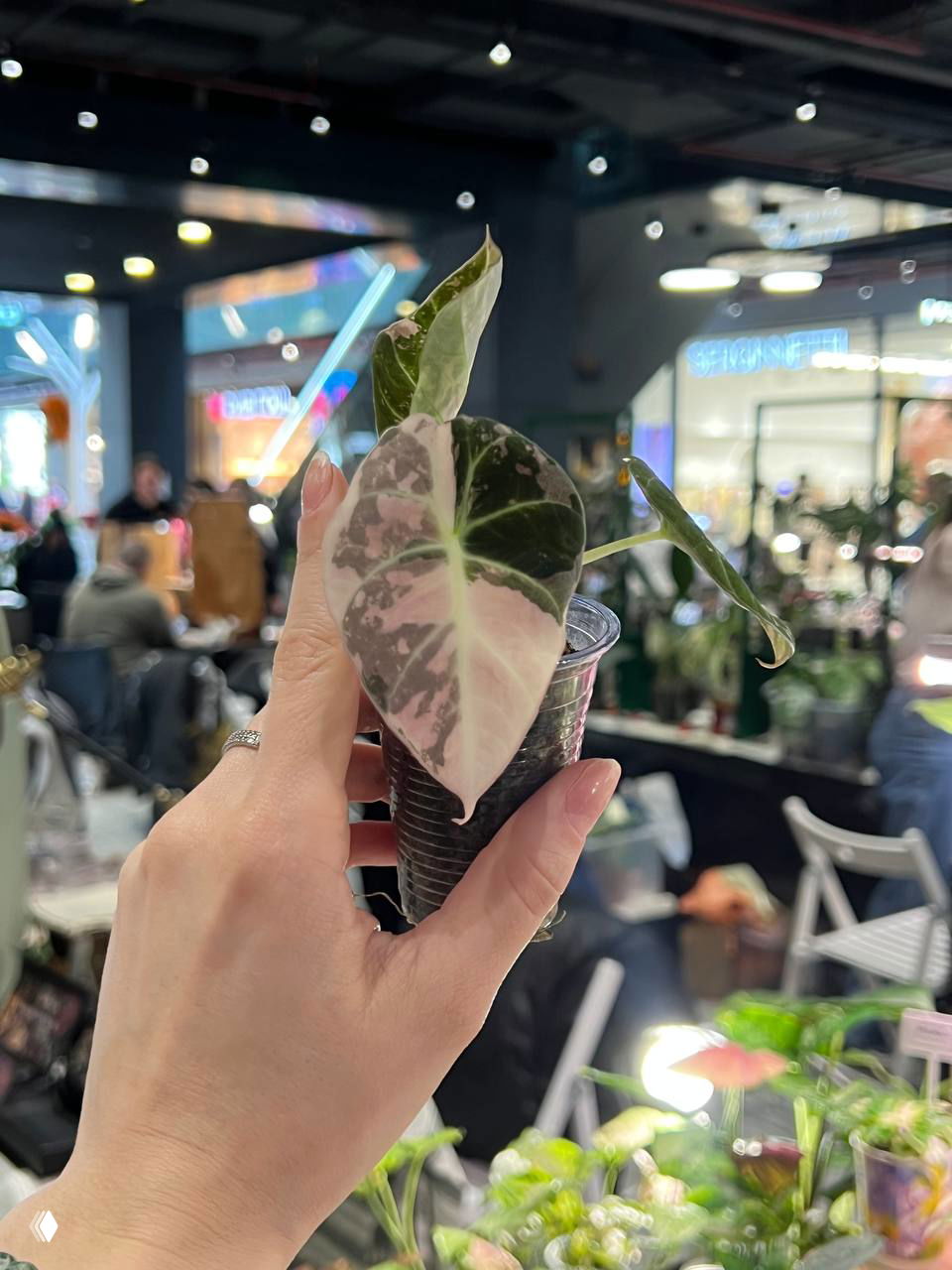 Рука держит молодой росток алоказии с выраженной розовой вариегацией в пластиковом стаканчике на фоне размытых прилавков и посетителей маркета.