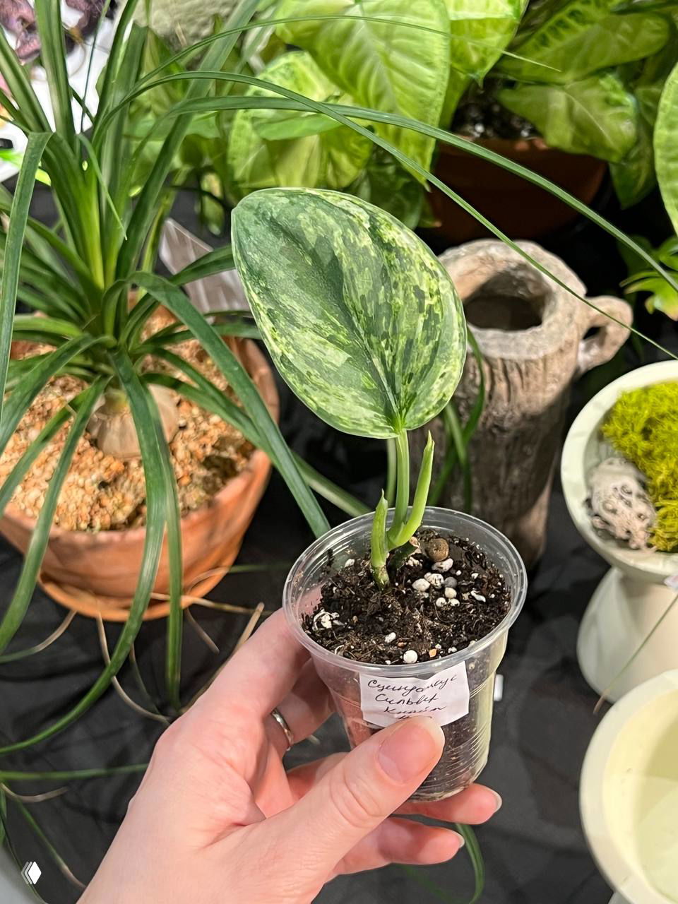 Рука держит проросток сциндапсуса в прозрачном стаканчике; на столе видны кашпо, мох и декоративные предметы у продавца.