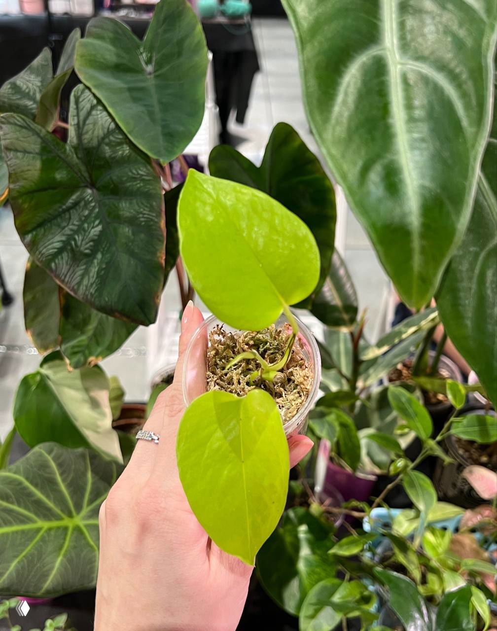 Молодые ярко-зелёные листья лианы в прозрачном стаканчике: гладкая глянцевая поверхность листа, на фоне больших декоративных листьев магазина.