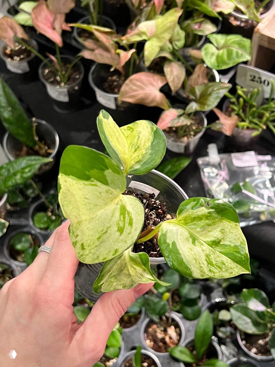 Вид сверху на горшочек с вариегатным растением: крупные сердцеобразные листья с выраженной кремово-зелёной вариегацией, рядом другие саженцы.