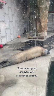Фотография лахтака в вольере Московского зоопарка: лежащий морской заяц у стекла, на стекле видны капли воды, вид сбоку