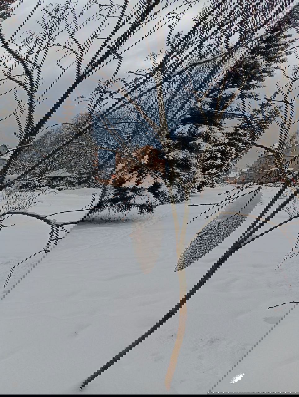 Зимний двор в Павловском Посаде: маленькое дерево с сосновой шишкой, покрытой снегом, на фоне заснеженных ёлок и зданий.