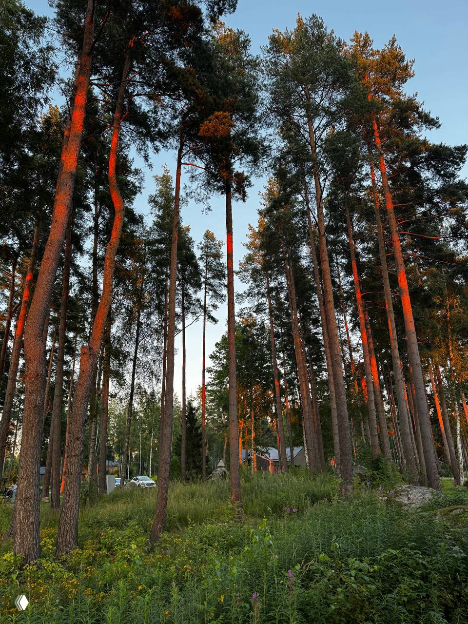 Высокие сосны на территории загородной площадки сессии: длинные стволы в вечернем свете, зелёная подстилка и несколько домиков вдали.
