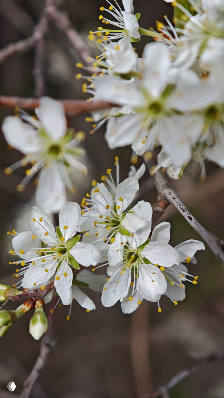 Крупный план белых цветков на ветке с желтыми тычинками и зелёными бутонами, макрофотография весеннего цветения, размытие фона.