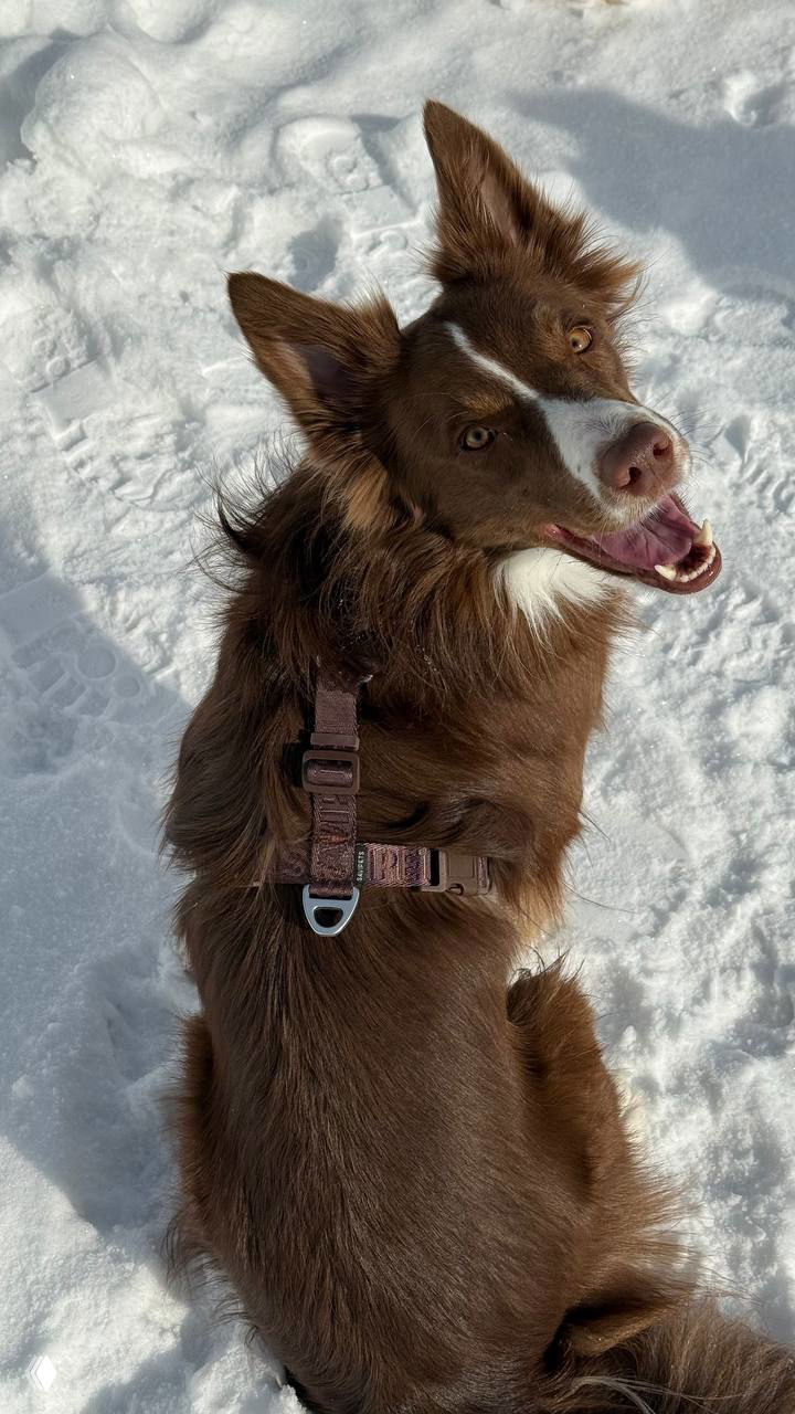 Тест новых недорогих шлеек