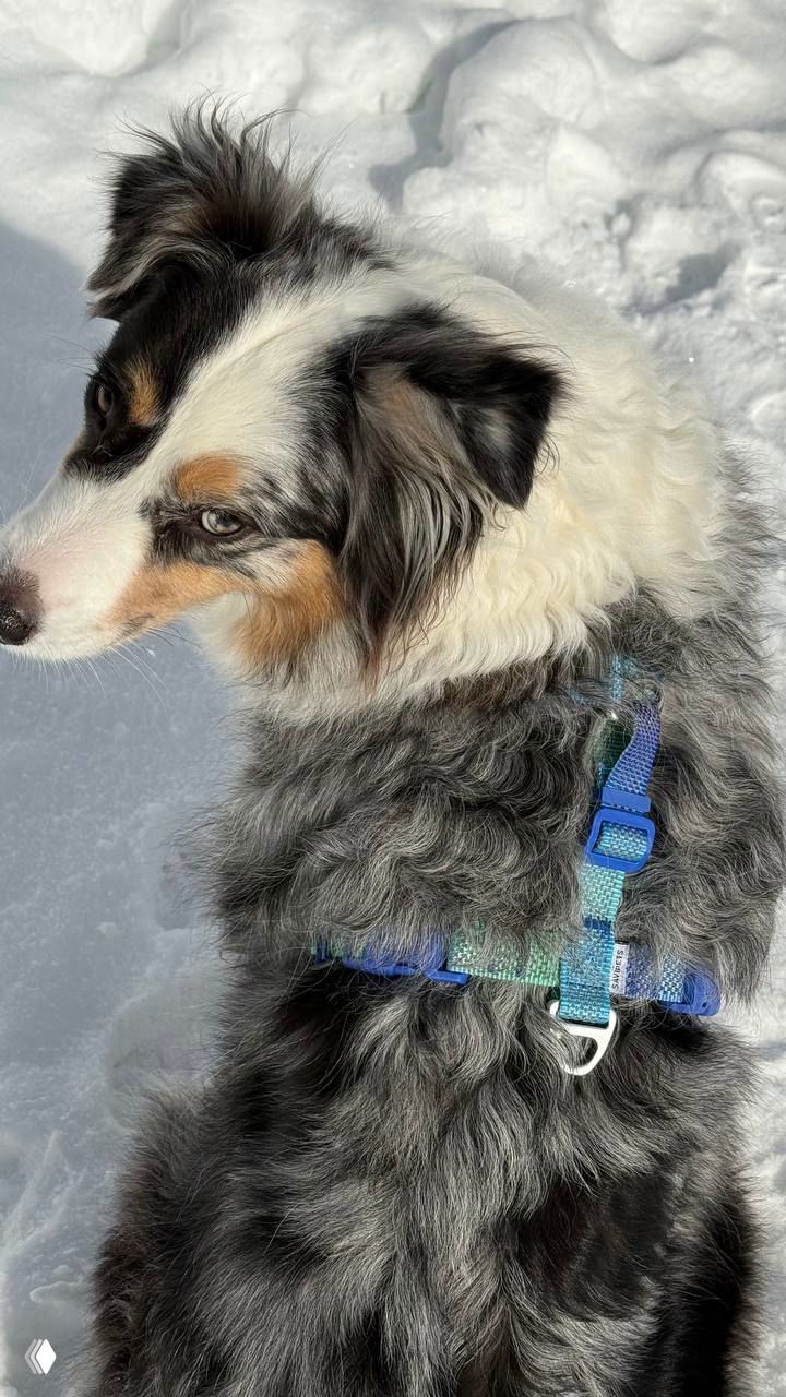 Австралийская овчарка мерле в голубой/бирюзовой шлейке на фоне снега, видно ремни и плотную застёжку-фастекс; боковой ракурс.