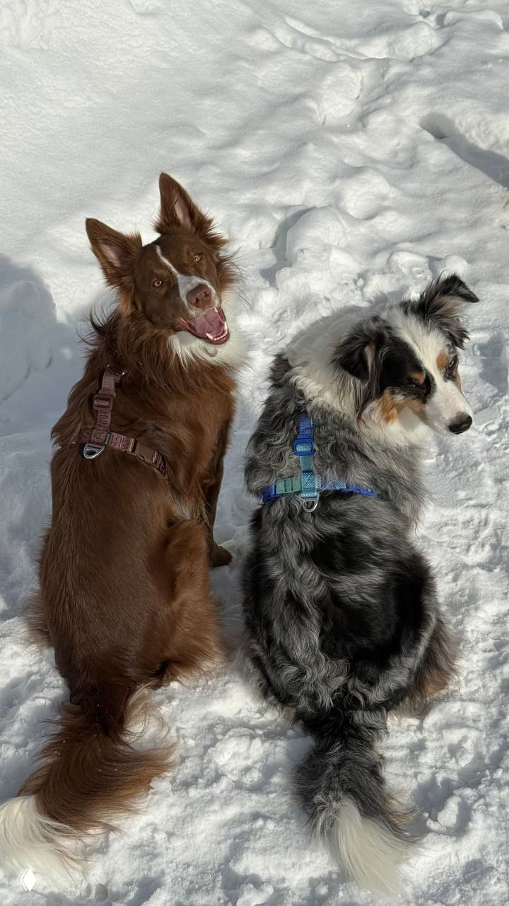 Два пса в шлейках — коричневый и мерле — сидят в снегу, видны обе шлейки и металлические кольца для поводка; общий план сверху.