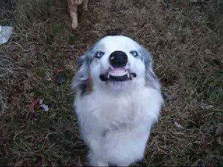 Белый аусси с яркими глазами демонстрирует оскал зубов вверх, поза на улице на фоне травы, выражение похоже на успокаивающую улыбку.