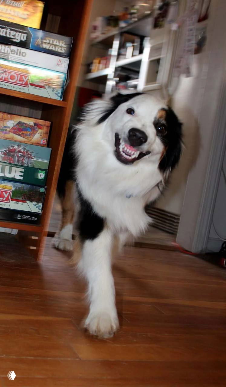 Трёхцветный аусси идёт по дому с заметным оскалом — зубы на виду, морда напряжена, но поведение интерпретируется как спокойное умиротворение.