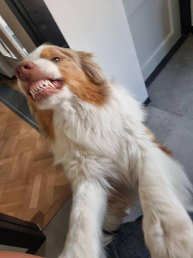 Аусси в дверном проёме демонстрирует «улыбку» с обнажёнными зубами и напряжёнными губами, кадр подчёркивает выражение морды.