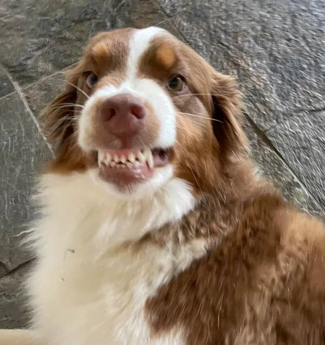 Коричнево-белый аусси с широко обнажёнными зубами и приподнятыми губами; выражение смотрится гротескно, но связано с эмпатическим умиротворением.