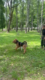 Фото: одна из участвовавших собак на поводке в зелёном парке с берёзами; рядом стоит кинолог — кадр совместного занятия.