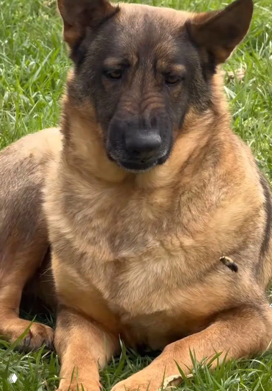 Признаки брезгливости у собаки