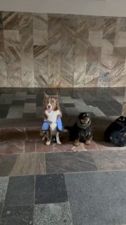 Фото: две собаки на скамейке в подземном переходе рядом с мраморной стеной; слева крупная бело-коричневая в голубых защитных ботинках, справа тёмная, поводки рядом.