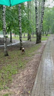 Собака бежит по газону в парке между берёзами вдоль кирпичного бордюра; зелёный летний пейзаж и тропинка, кадр снят с небольшого расстояния.