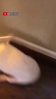 Крупный план белой собаки, скользящей рядом со стеной на деревянном или плиточном полу; кадр подчёркивает близость мебели и риск столкновения и травм.