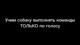 Кадр обучающего видео: чёрный фон с белой надписью «Учим собаку выполнять команды ТОЛЬКО по голосу», иллюстрация перехода на голосовые команды.
