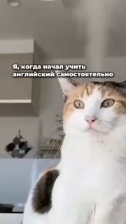 Кадр из видео: кот с удивлённым лицом и надписью «Я, когда начал учить английский самостоятельно», на фоне квартиры.