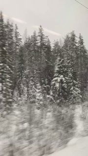 Размытый вид из окна поезда на зимний лес и снежную обочину; хвойные деревья укутаны снегом, ощущается скорость движения.