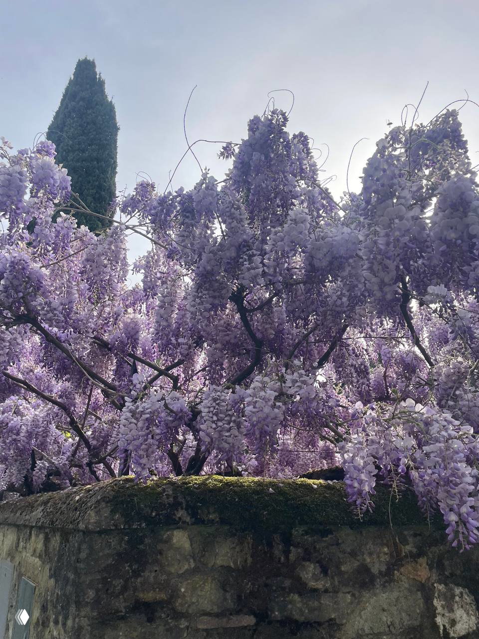 Пышные грозди сиреневых глициний свисают над старой каменной оградой на холме, на фоне небо и высокий кипарис.