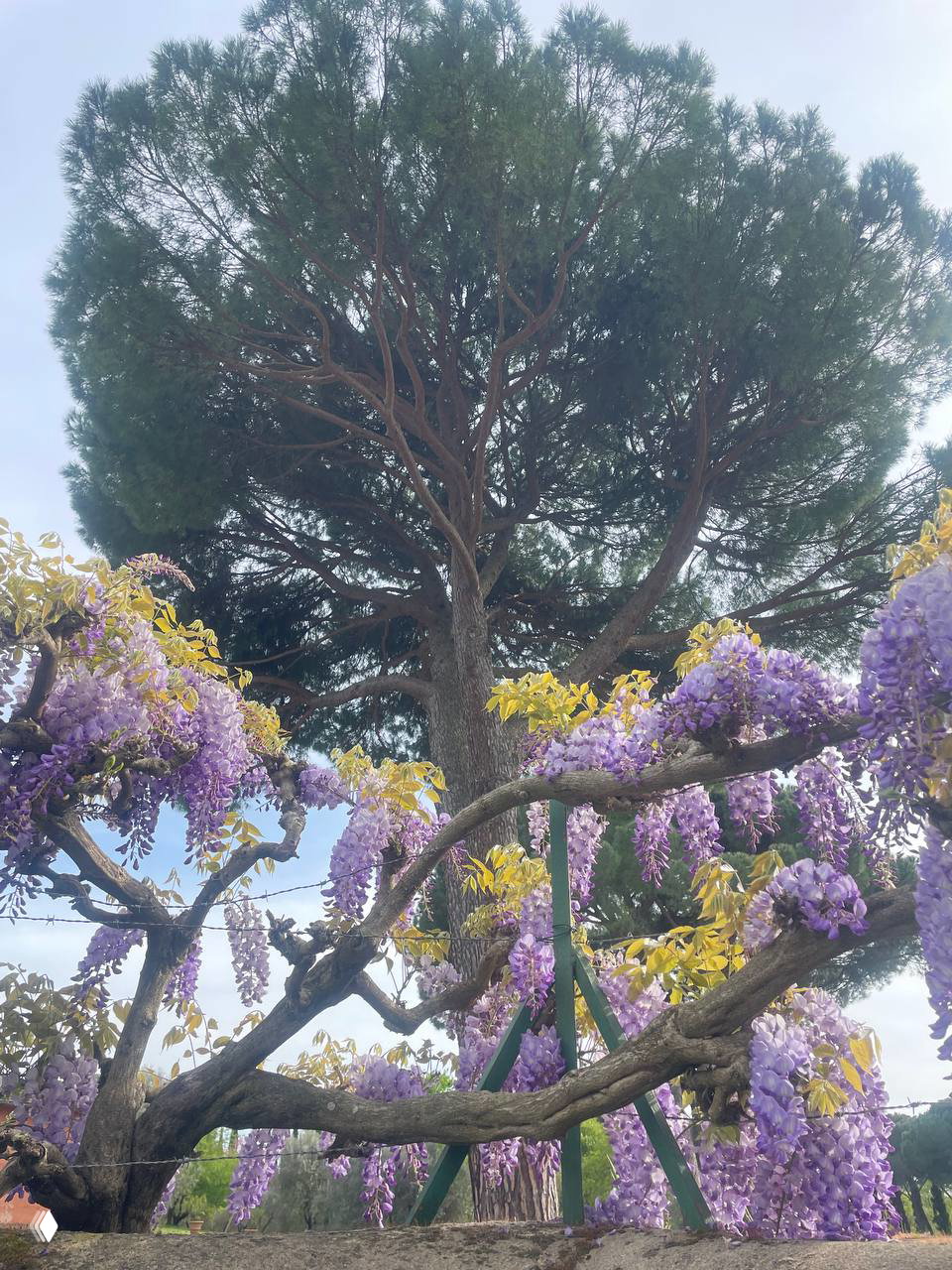 Нижний ракурс ветвистого куста глициний с фиолетовыми цветками и опорами, на фоне крупной сосны и пасмурного неба.