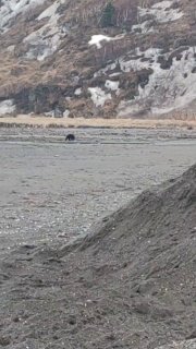 Пляж с галькой и удалённой тёмной фигурой на берегу — вероятно медведь; видны скалы и остатки снега на побережье.