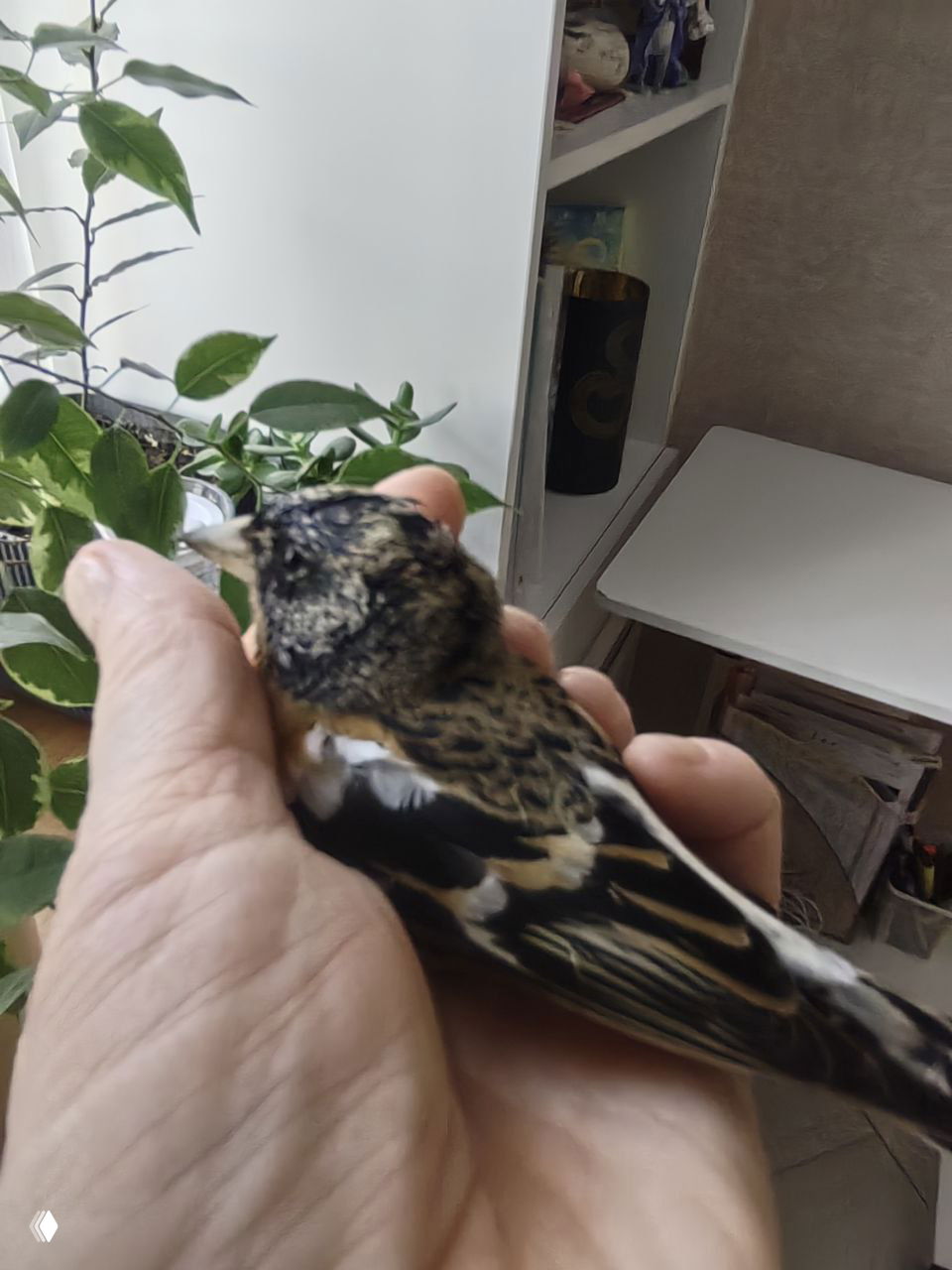 Отогретая птичка и стая у туи