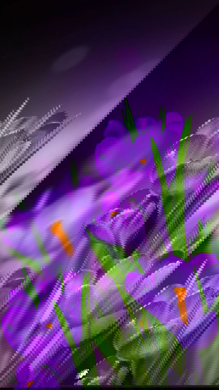 Женщина как пространство для мужской силы