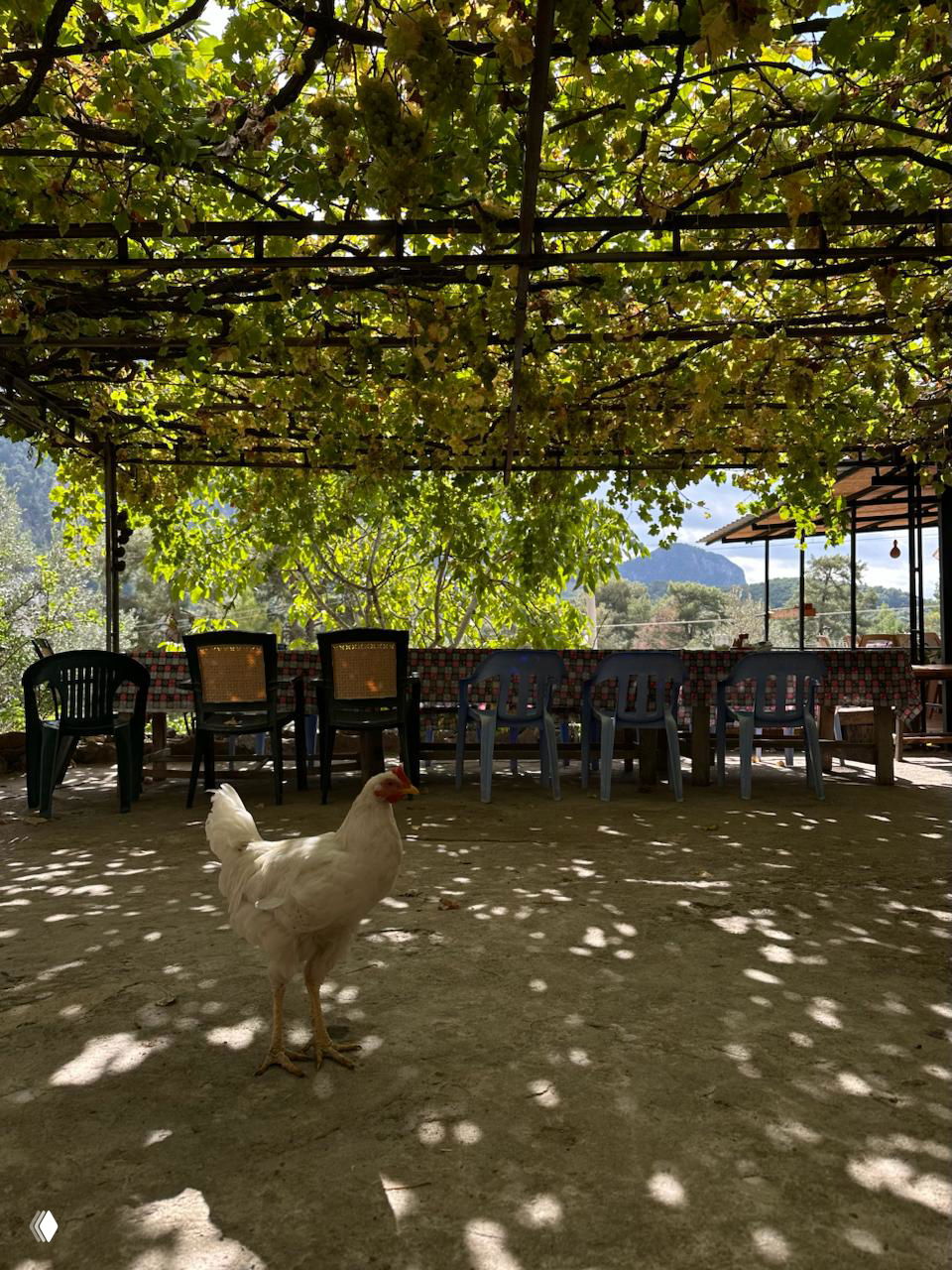 Затененная площадка под виноградной беседкой с пластиковыми стульями и гуляющей по двору курицей — типичный сельский двор у тропы.